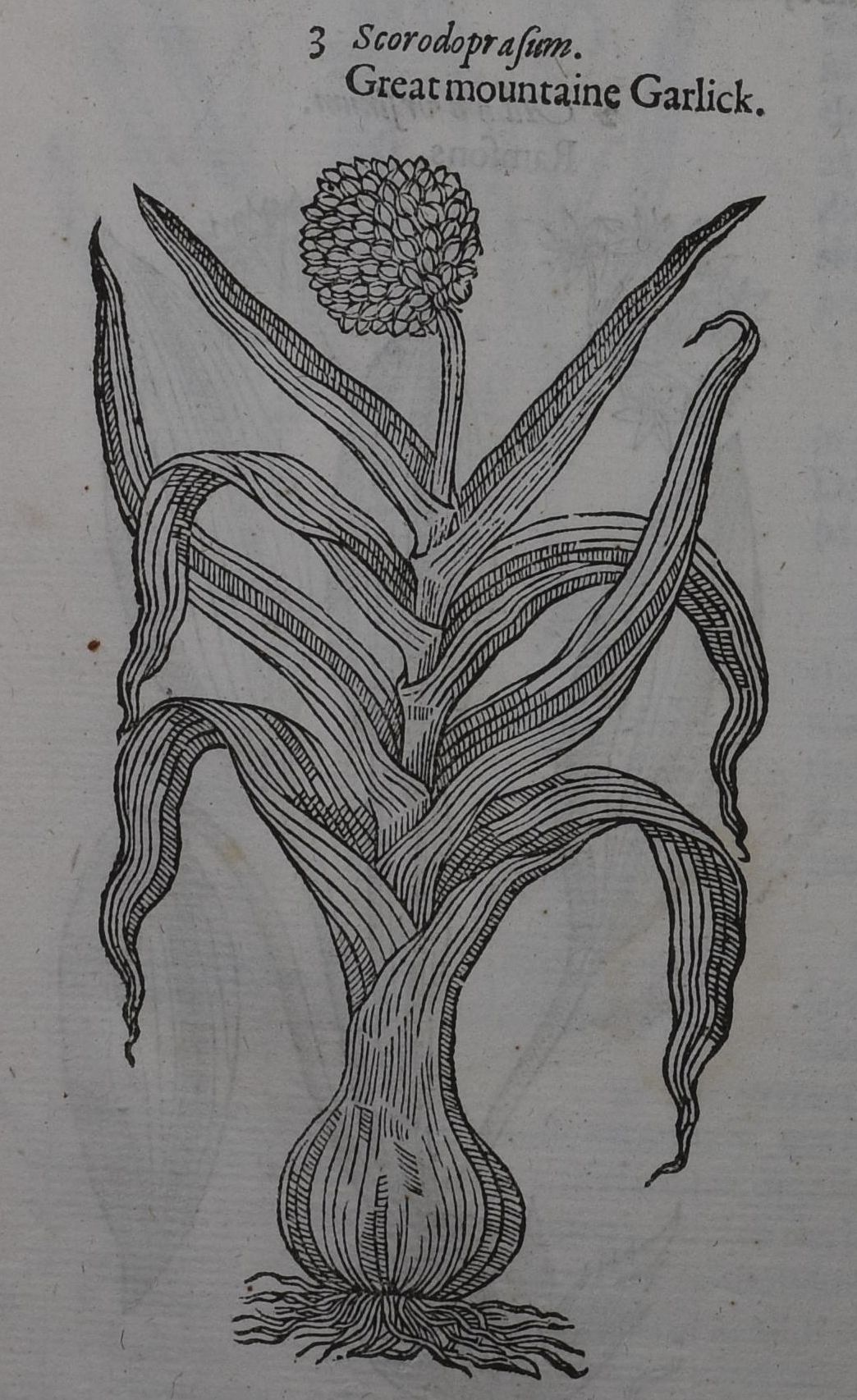 Gerard’s Herbal or Generall Historie of Plants by John Gerard, c 1597.